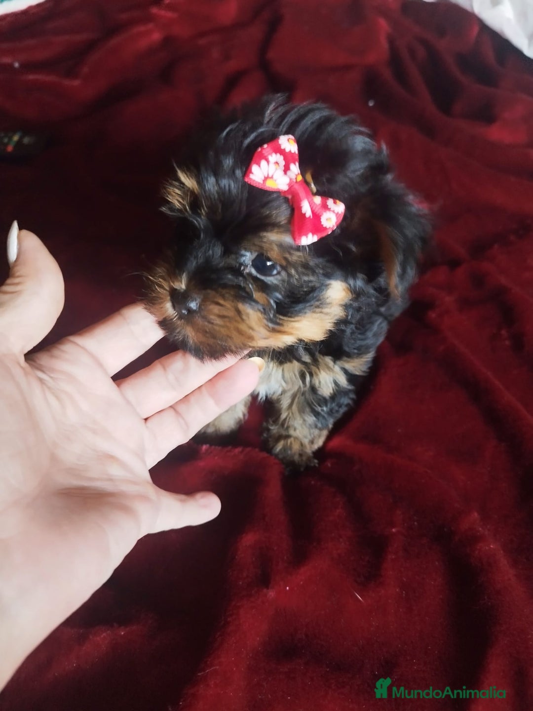 Yorkshire Terrier perros en venta: YORKSHIRE TOY MACHO CALIDAD  - Imagen 1