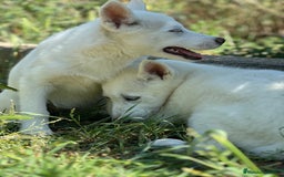 Husky Siberiano perros en venta: IMPRESIONANTES HUSKY BLANCO OJOS AZULES - Imagen 3