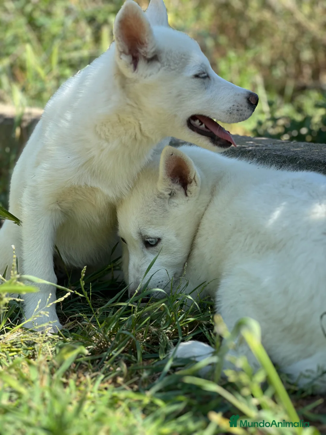 Husky Siberiano perros en venta: IMPRESIONANTES HUSKY BLANCO OJOS AZULES - Anuncio 3