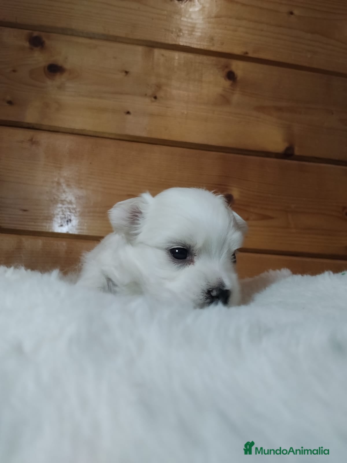 Bichón Maltés perros EXPECTACULAR CACHORRO - Anuncio 1