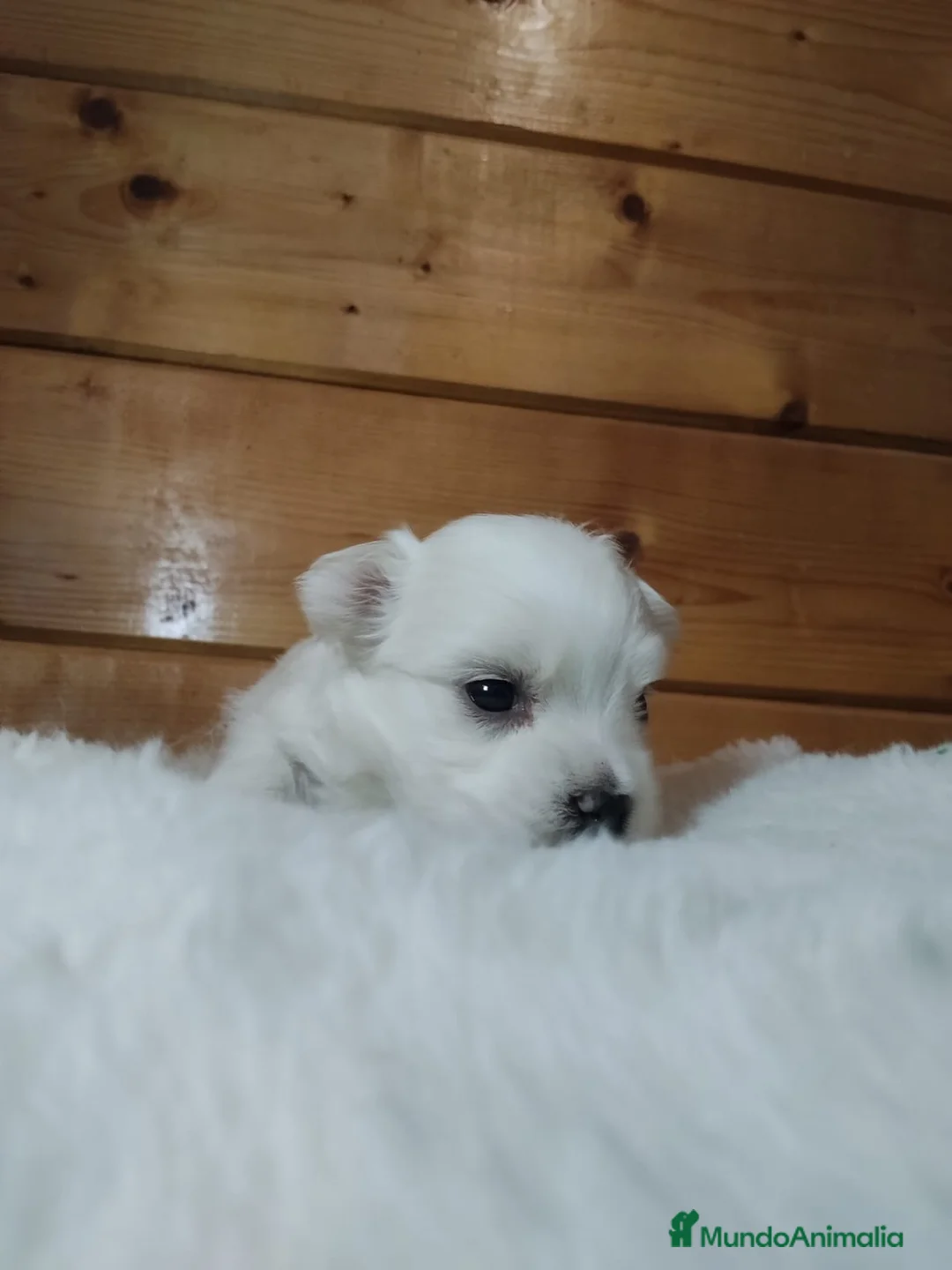 Bichón Maltés perros en venta: EXPECTACULAR CACHORRO - Anuncio 1