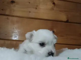 Bichón Maltés perros en venta: EXPECTACULAR CACHORRO - Anuncio 2