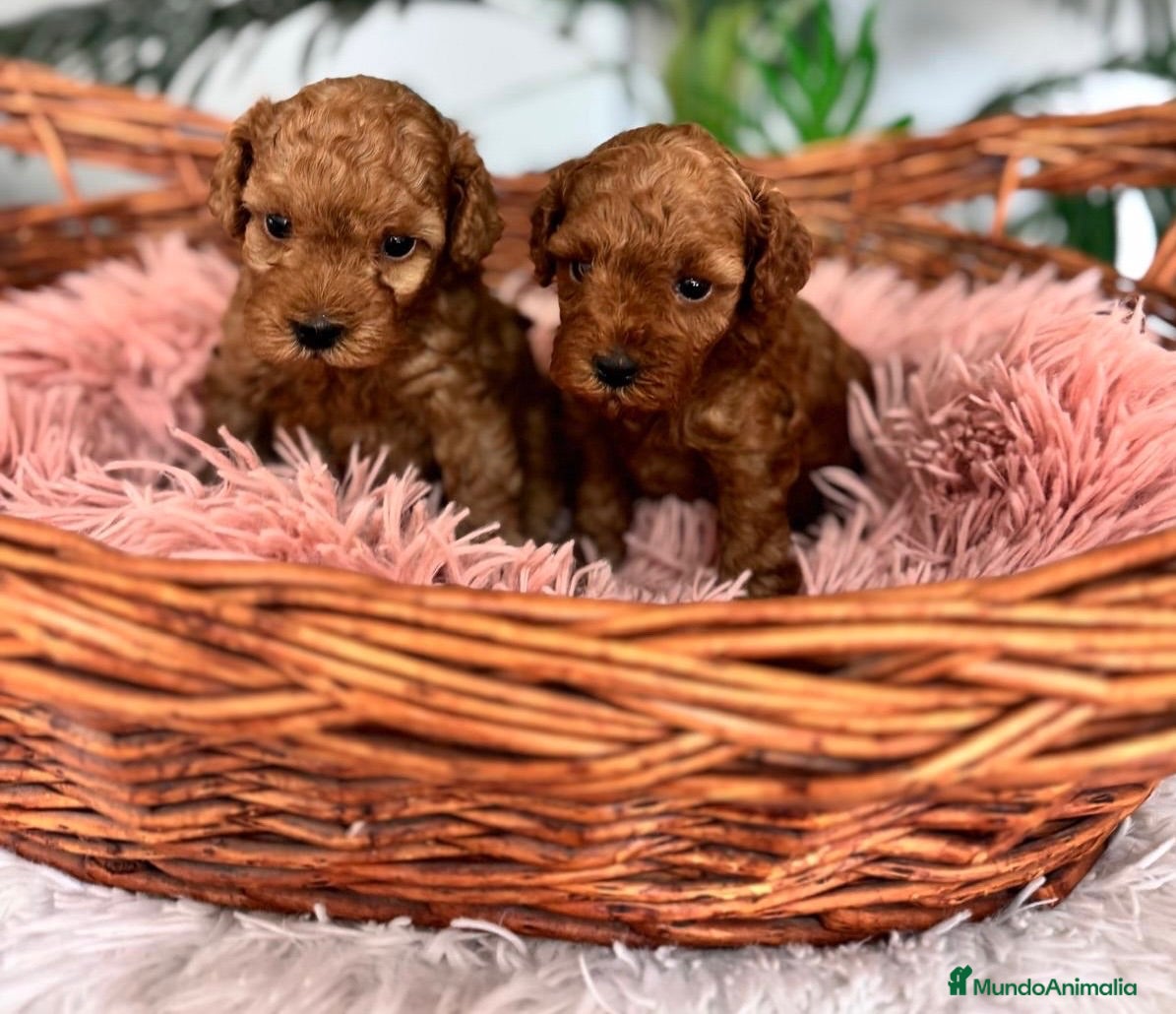 Caniche Toy perros CANICHE TOY HEMBRA - Anuncio 1