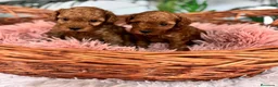 Caniche Toy perros en venta: CANICHE TOY HEMBRA - Anuncio 1