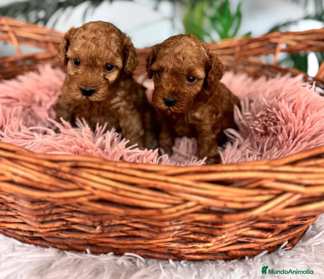 Caniche Toy perros en venta: CANICHE TOY HEMBRA - Anuncio 1