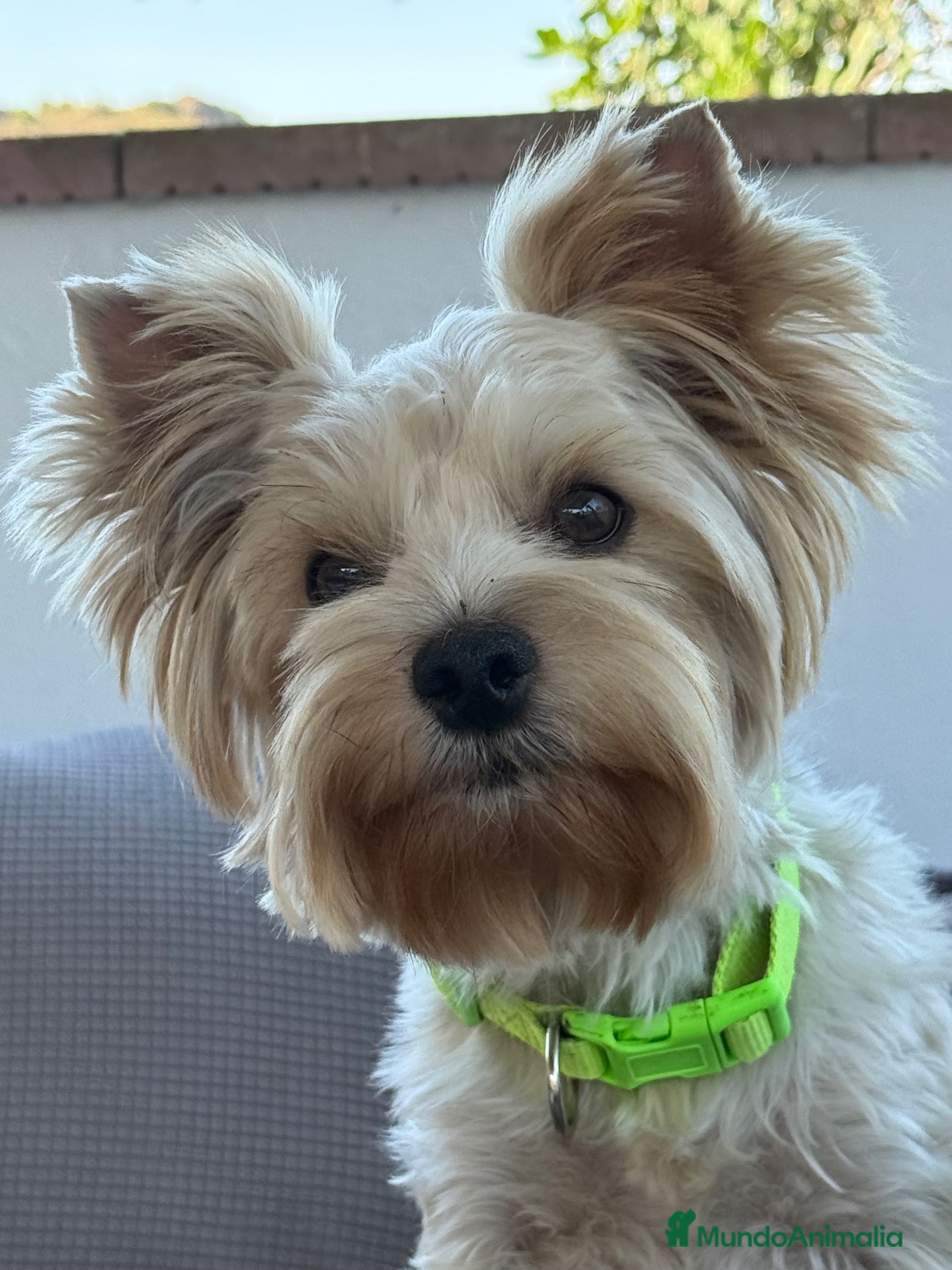 Yorkshire Terrier perros Preciosa Hembra Yorkshire  - Anuncio 36
