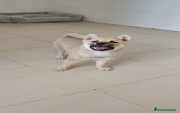 Shiba Inu perros en venta: Cachorros de Shiba Inu - Imagen 1