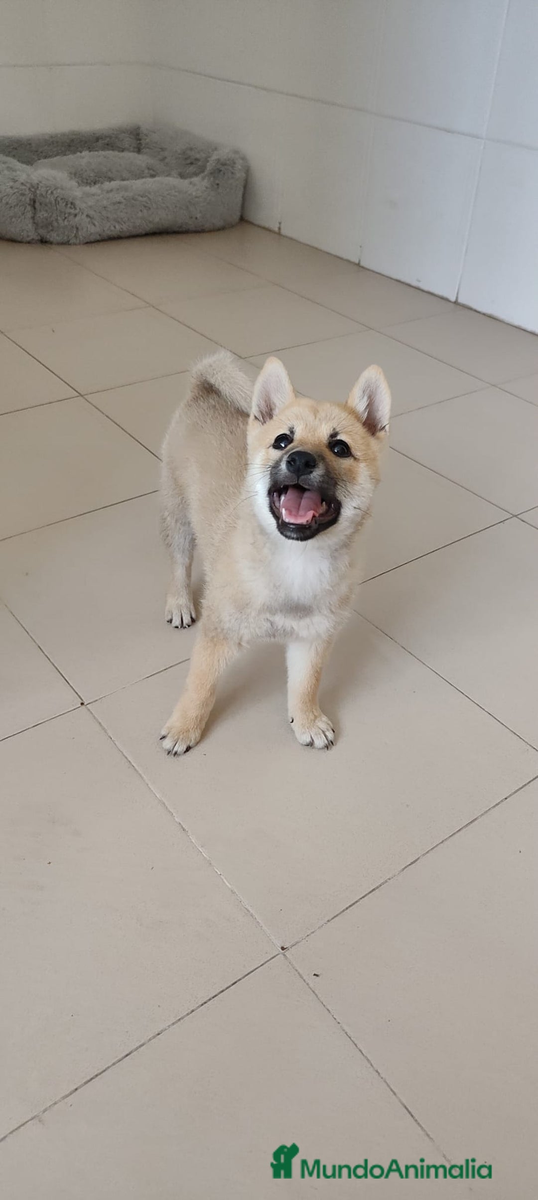 Shiba Inu perros en venta: Cachorros de Shiba Inu - Imagen 1