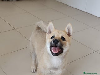 Shiba Inu perros - Anuncio 5