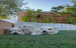 Bichón Maltés perros en venta: BICHÓN MALTÉS  - Imagen 18