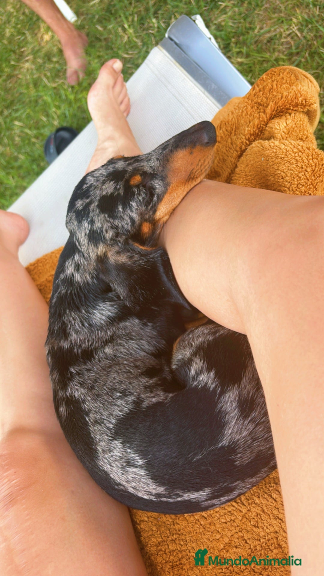 Teckel perros en venta: Excelente camada de Teckel negro y fuego. - Imagen 2