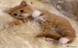 Británico de Pelo Corto gatos en venta: Hembra British Bicolor - Anuncio 9