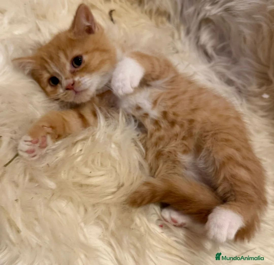 Británico de Pelo Corto gatos en venta: Hembra British Bicolor - Anuncio 9