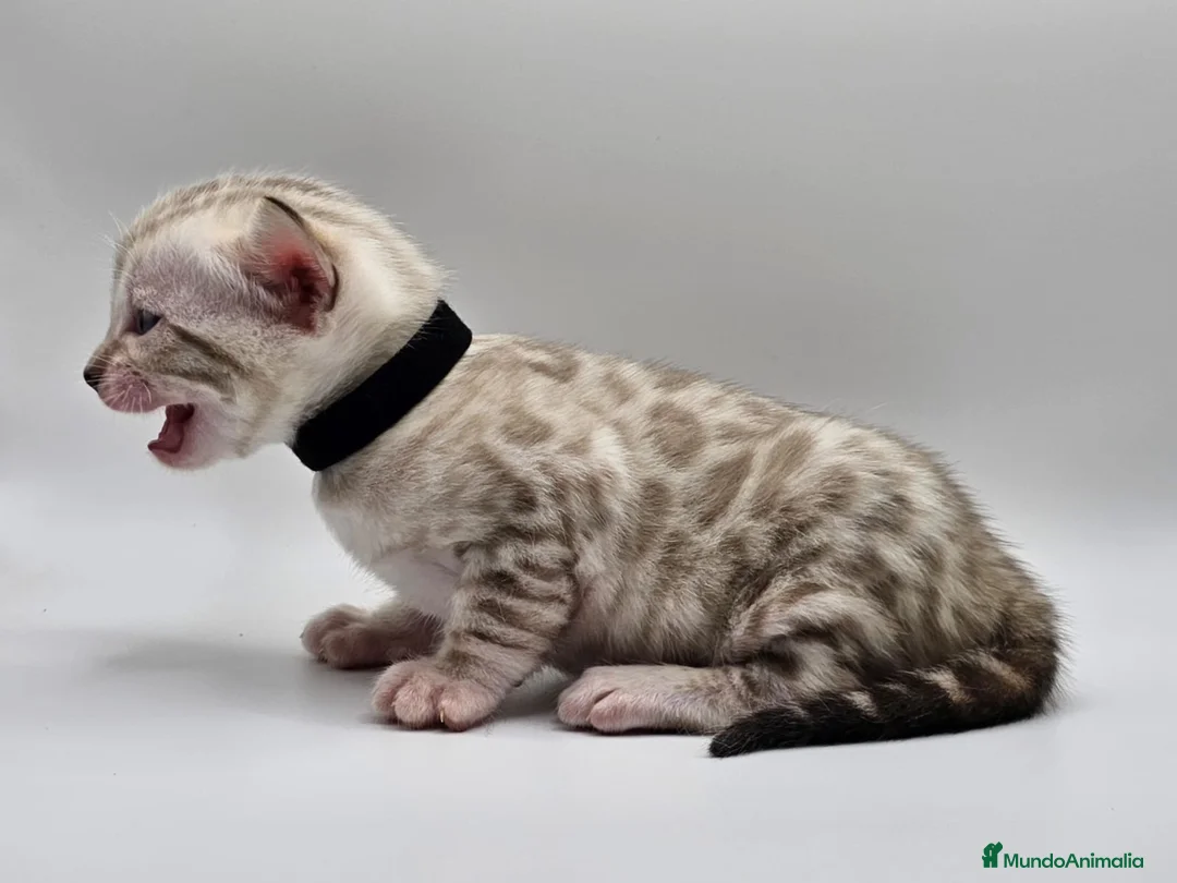 Bengalí gatos en venta: BENGALÍ LINK en Madrid - Anuncio 5