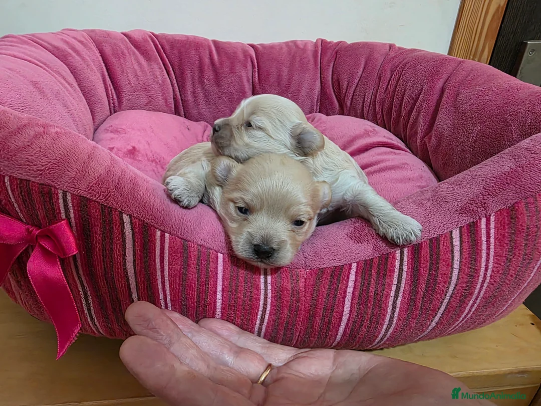 Maltipoo perros en venta: Cachorritos maltipoo - Anuncio 1