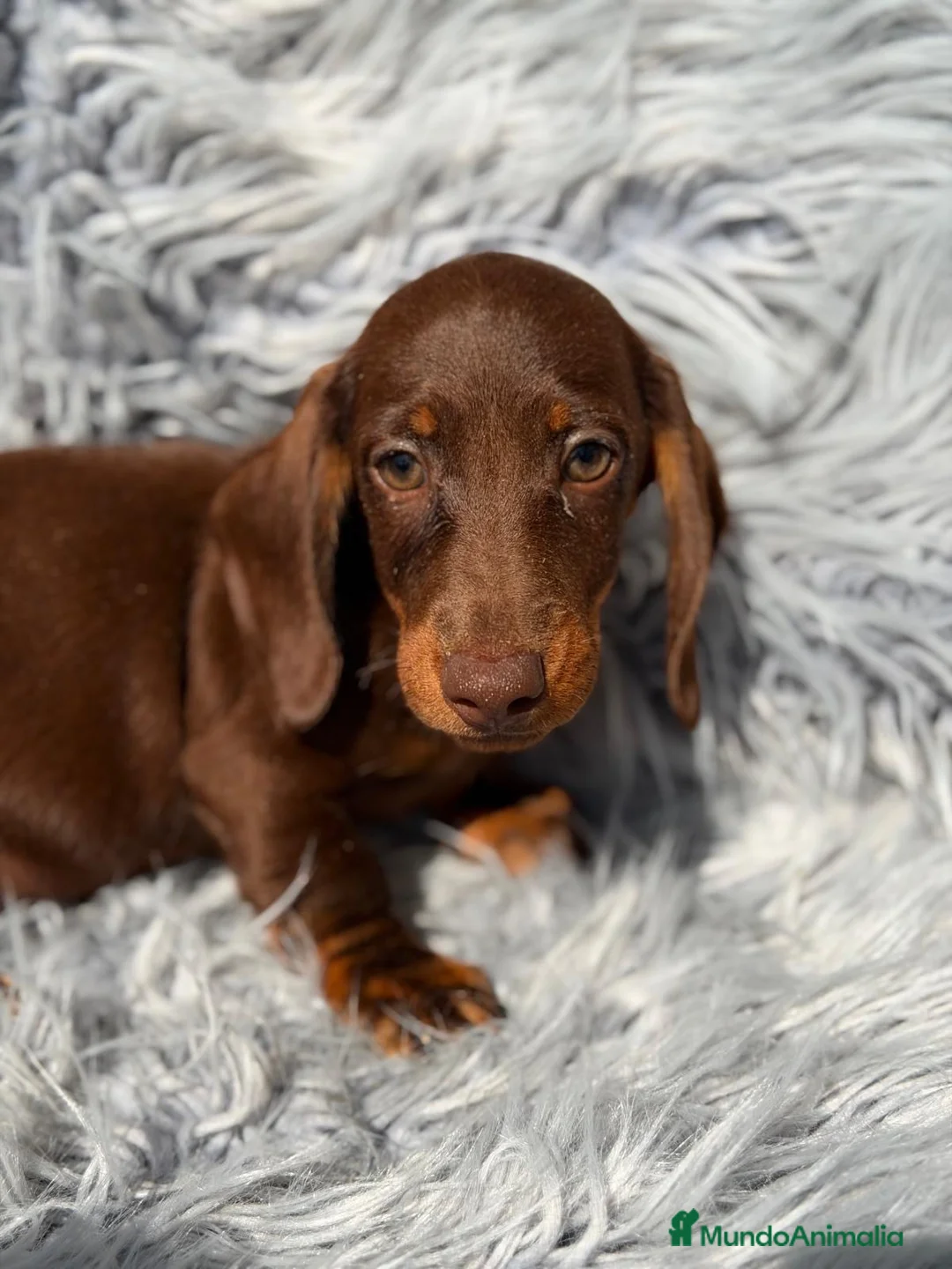 Teckel Miniatura perros en venta: Teckel choco - Anuncio 2