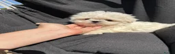 Bichón Maltés perros en venta: Bichon Maltés Mini disponible  - Anuncio 3