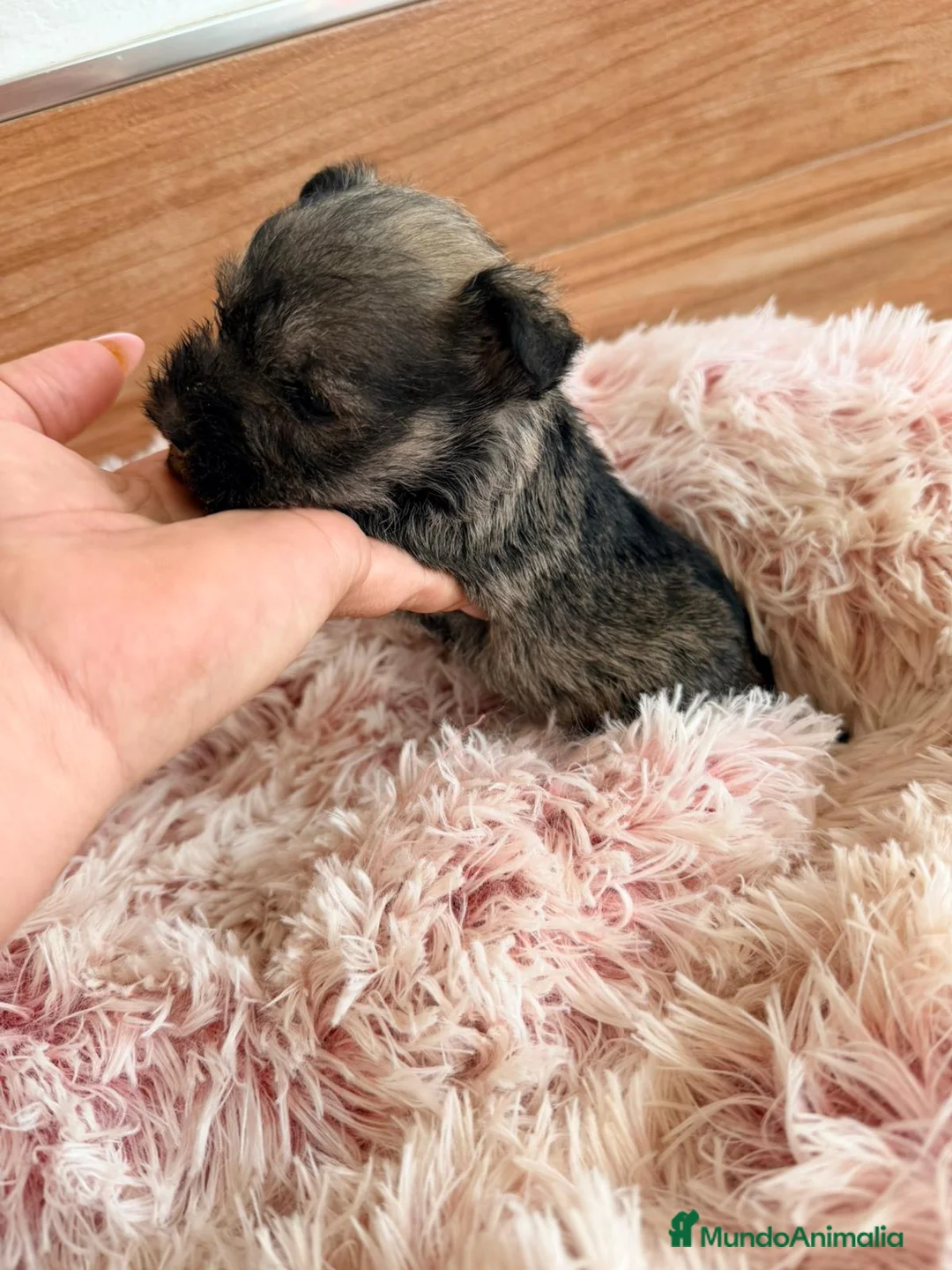 Schnauzer Miniatura perros en venta: Schnauzer mini  - Anuncio 10