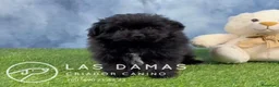 Pomapoo perros en venta: Pomapoo - Anuncio 3