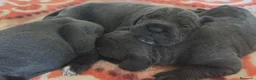 Cane Corso perros en venta: Cane corso  - Anuncio 4