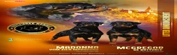 Rottweiler perros en venta: Cachorros de Rottweiler cria y selección en Valencia - Anuncio 9