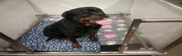 Rottweiler perros en venta: PRECIOSOSOS CACHORRITOS ROTTWEILER - Anuncio 1