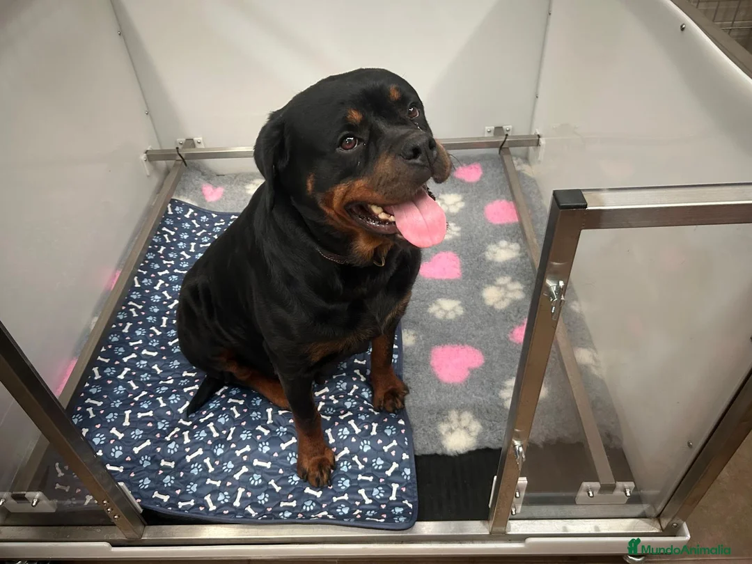 Rottweiler perros en venta: PRECIOSOSOS CACHORRITOS ROTTWEILER - Anuncio 1