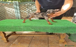 Ratón de Praga perros en venta: Raton de praga - Imagen 8