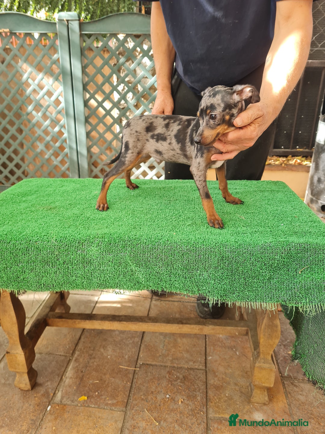 Ratón de Praga perros en venta: Raton de praga - Imagen 8