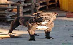 Staffordshire Bull Terrier perros en venta: Staffordshire bull terrier Blue - Imagen 2