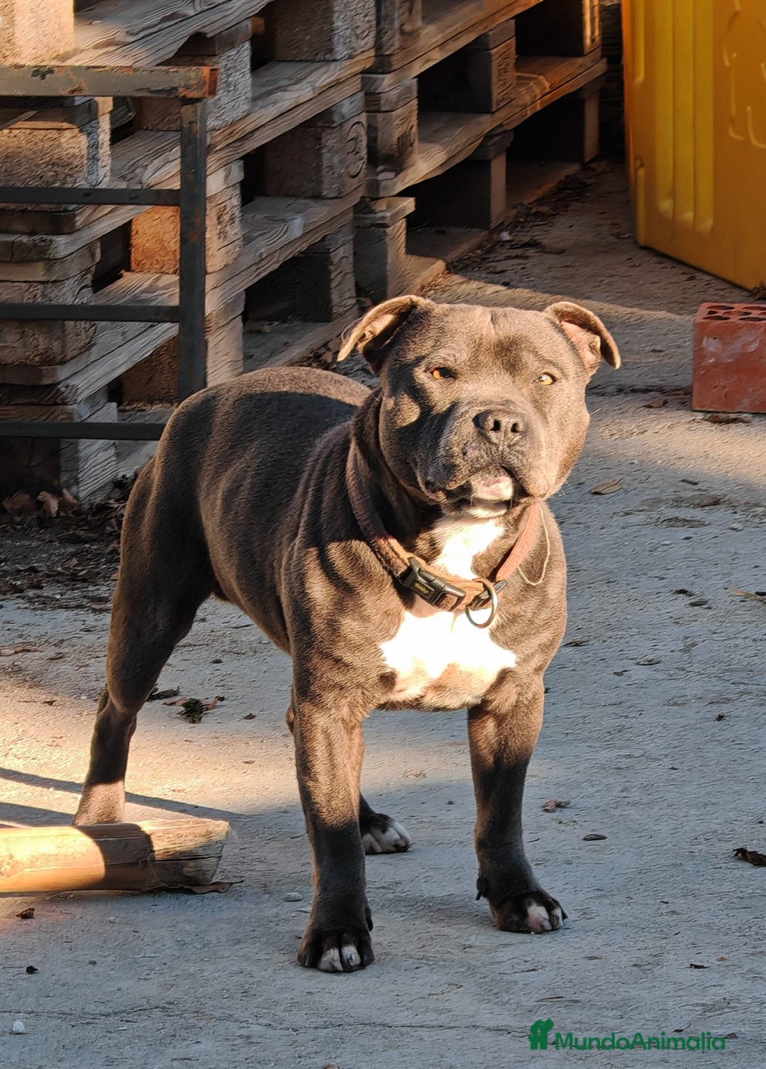 Staffordshire Bull Terrier perros en venta: Staffordshire bull terrier Blue - Imagen 2