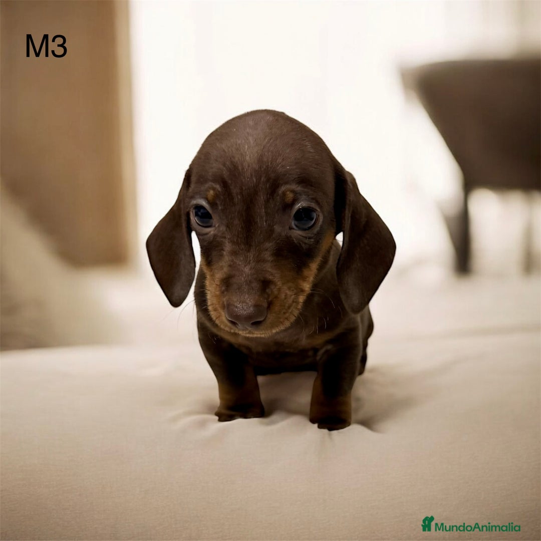 Teckel perros en venta: Camada teckel mini - Anuncio 6