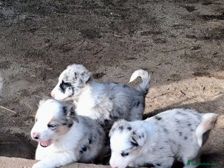 Border Collie perros Boder collie San Sebastián de los Reyes - Anuncio 1