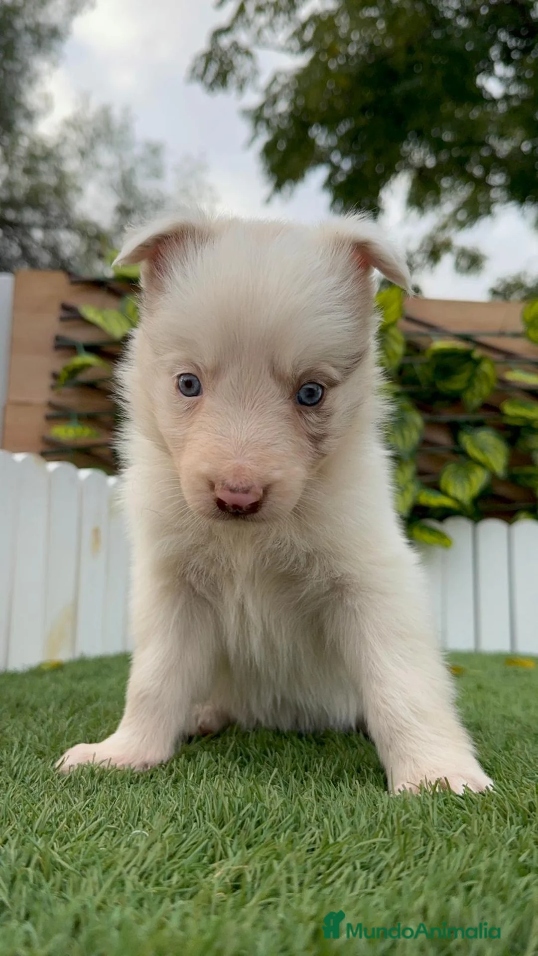 Border Collie perros en venta: BORDER COLLIE MACHO Y HEMBRA en Madrid - Anuncio 8
