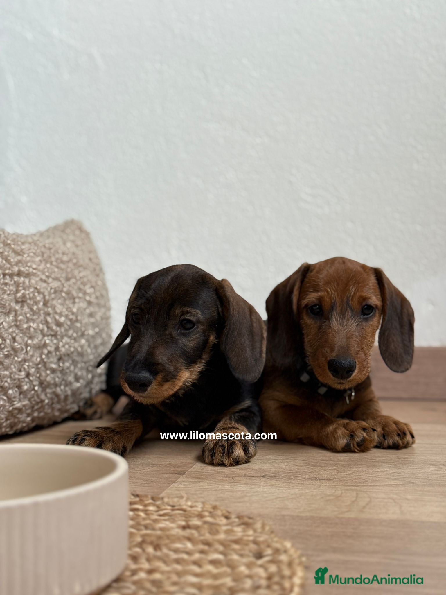 Teckel Miniatura perros TECKEL PELO DURO - Anuncio 1