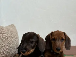 Teckel Miniatura perros TECKEL PELO DURO - Anuncio 1