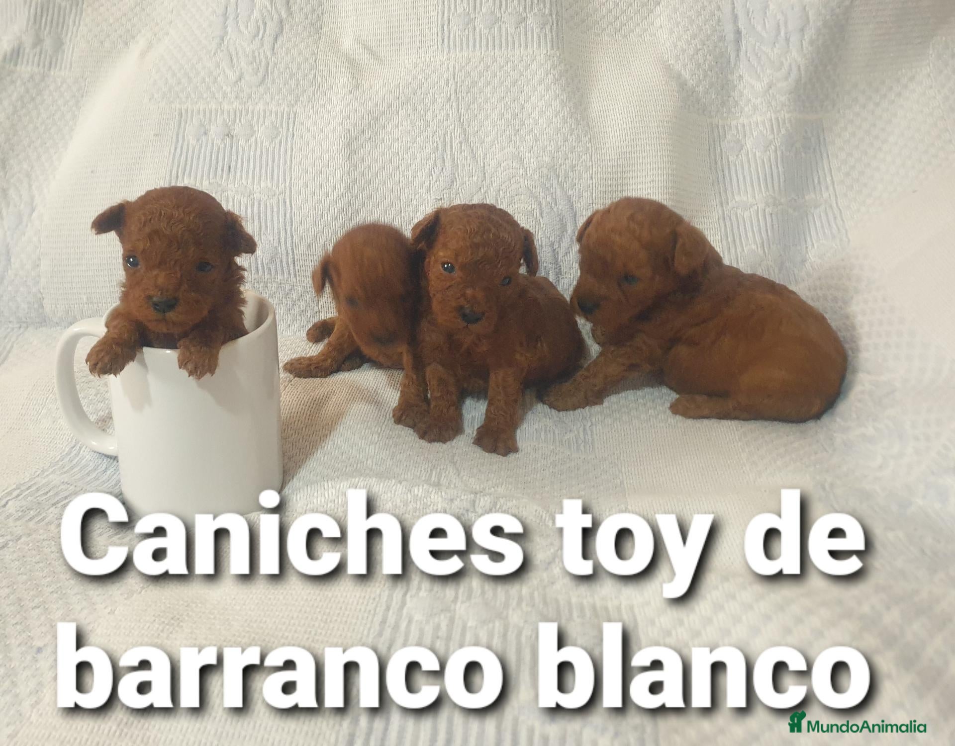 Caniche Toy perros Caniches toys 50% asiaticos con pedigree - Anuncio 1