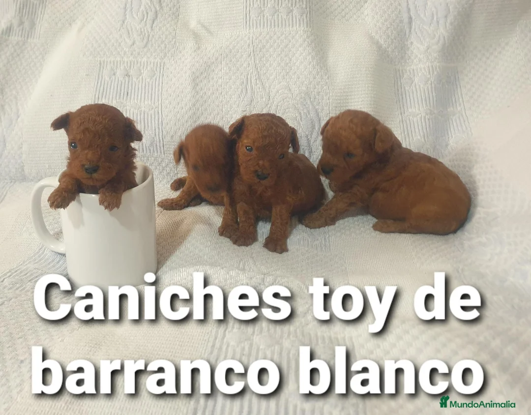 Caniche Toy perros en venta: Caniches toys 50% asiaticos con pedigree - Anuncio 1