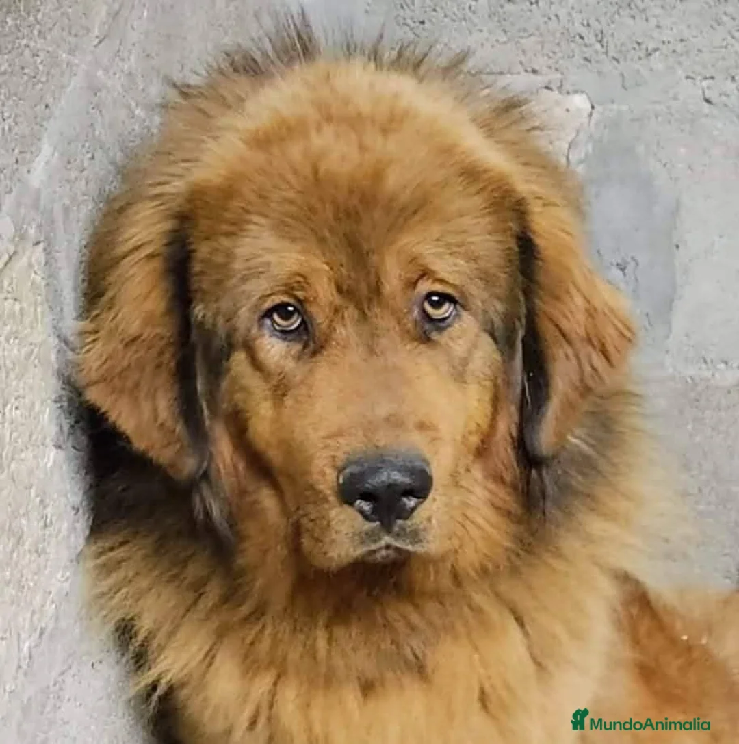 Dogo del Tíbet perros en venta: Dogo del Tíbet o Mastín Tibetano  - Anuncio 6