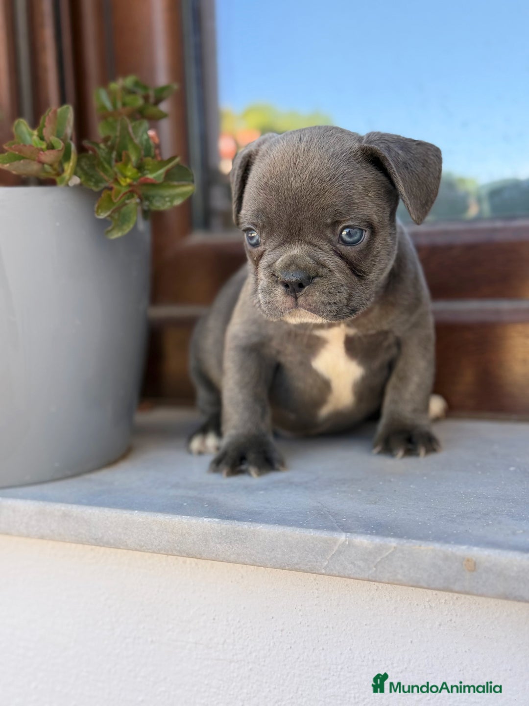 Bulldog Francés perros en venta: Bulldog francés exóticos  - Imagen 4