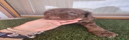 Perro de Agua Español perros en venta: Cachorros perro de agua - Anuncio 6