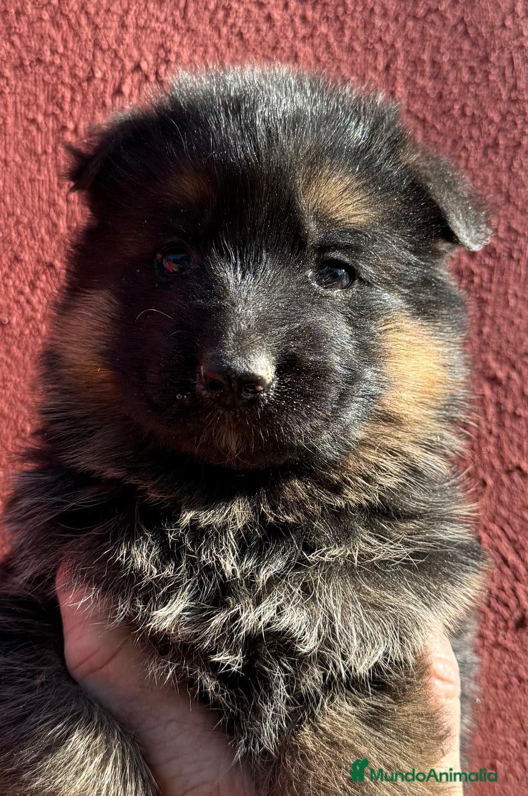 Pastor Alemán perros pastor aleman cachorros criadero garantias valenc - Anuncio 2