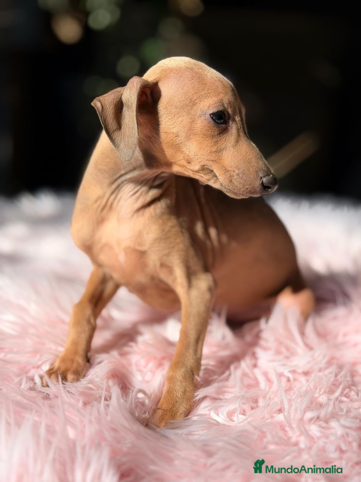 Pequeño Lebrel Italiano perros PEQUEÑAS LEBRELES FAWN (PICCOLO) - Anuncio 1