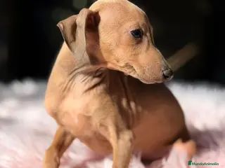 Pequeño Lebrel Italiano perros PEQUEÑAS LEBRELES FAWN (PICCOLO) - Anuncio 1