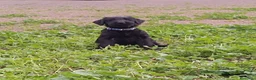 Schnauzer Gigante perros en venta: SchnauzerGiganteNegro - Anuncio 5