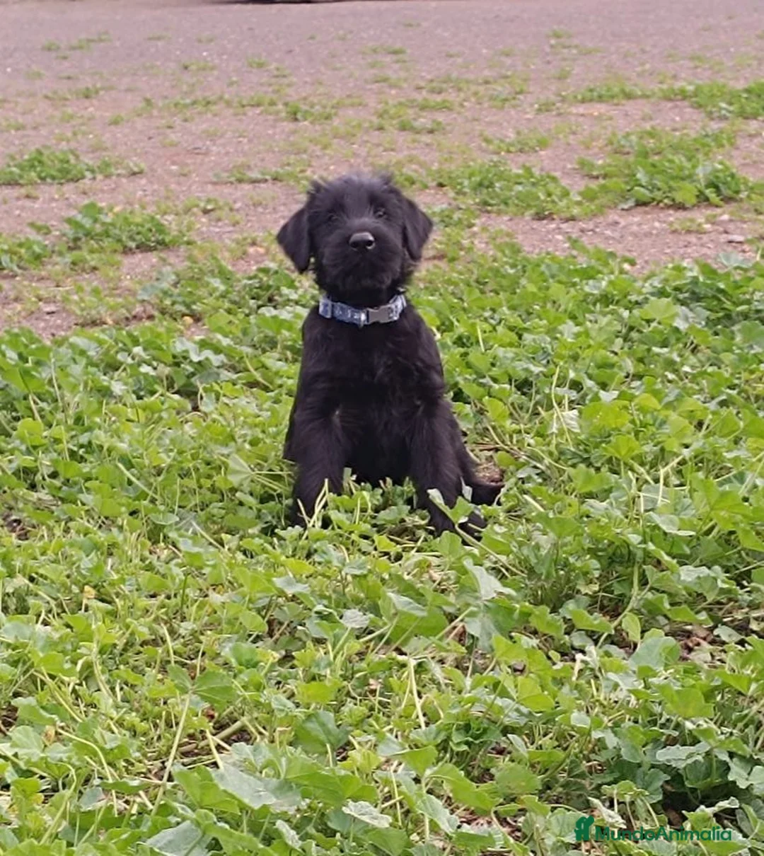 Schnauzer Gigante perros en venta: SchnauzerGiganteNegro - Anuncio 5