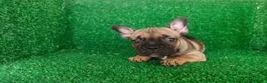 Bulldog Francés 5