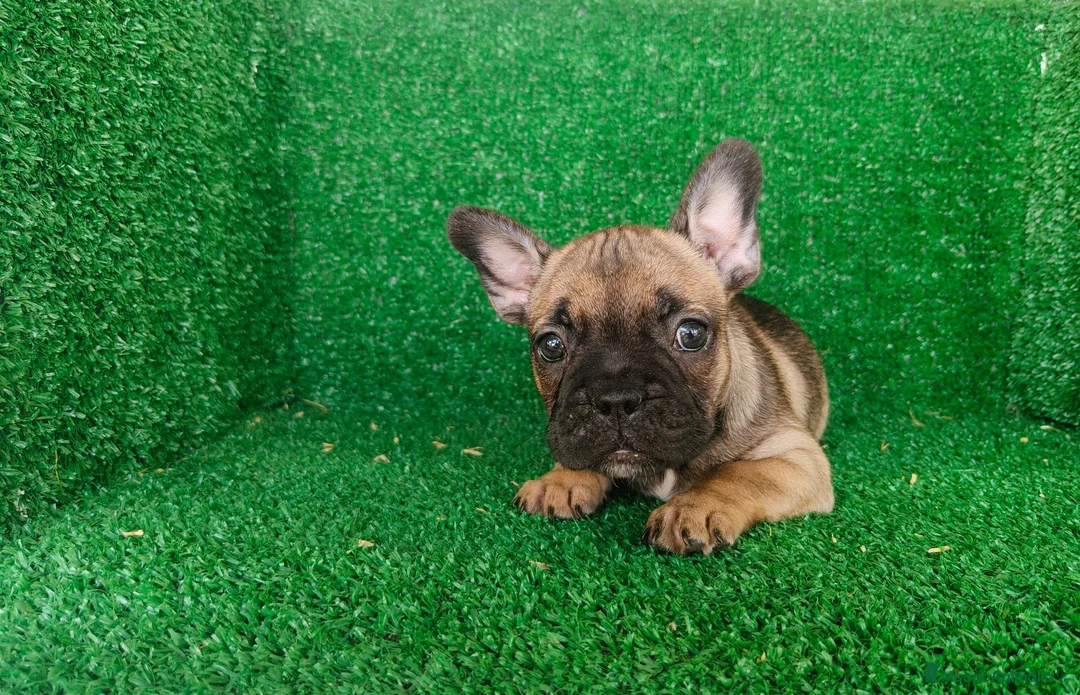 Bulldog Francés perros en venta: Bulldog francés  - Anuncio 2