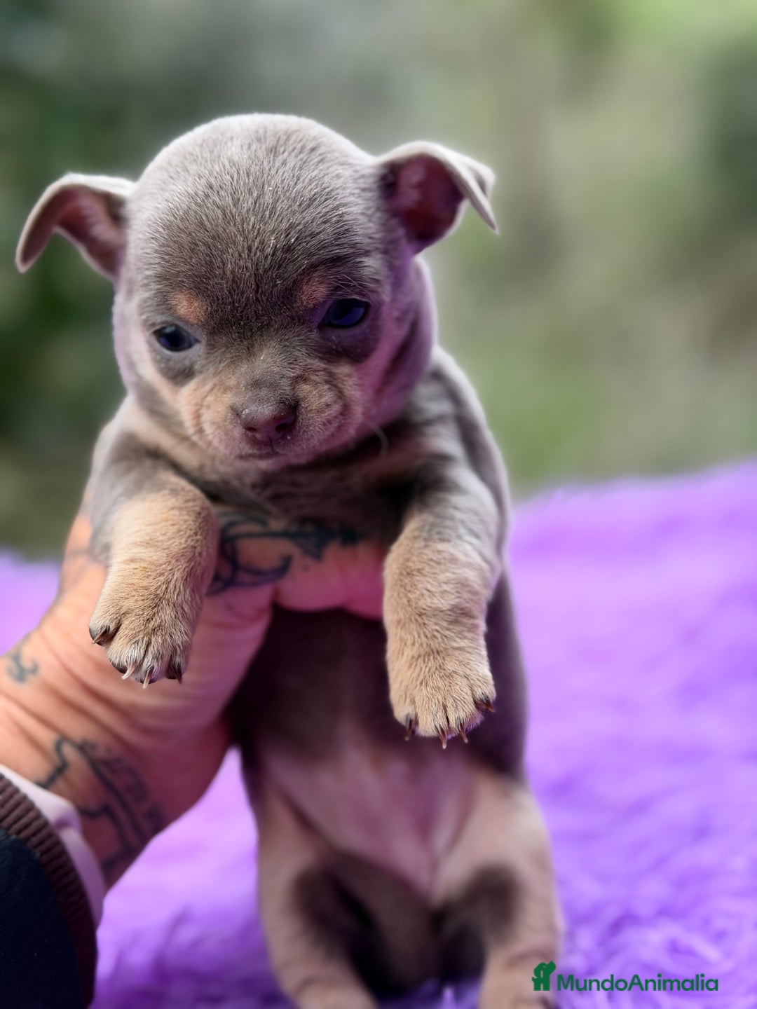 Chihuahua perros en venta: Chihuahua Minitoy  - Anuncio 6