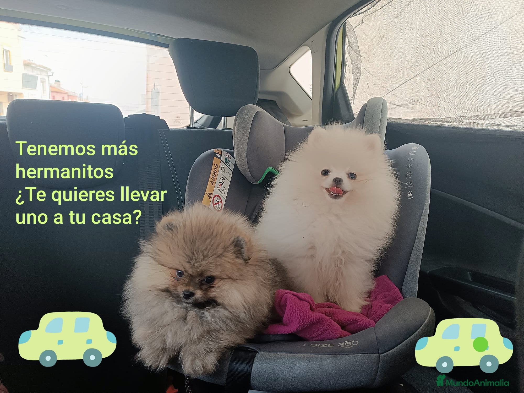 Pomerania perros POMERANIAS PRECIOSOS - Anuncio 7